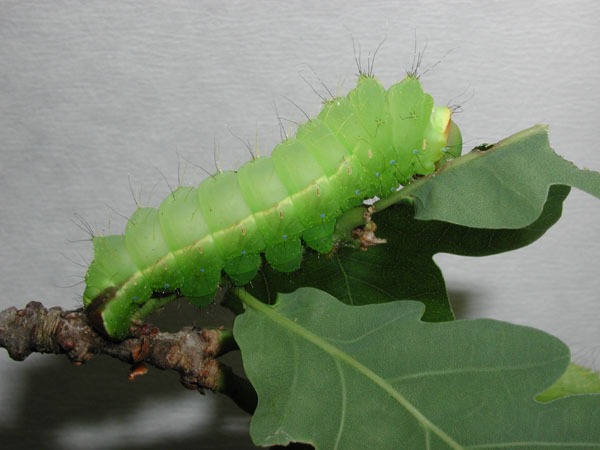 Antheraea yamamai