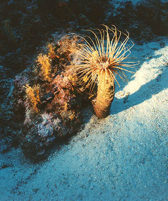 Cerianthus membranaceus